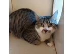 Adopt King a Domestic Short Hair