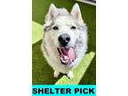 Adopt Lincoln a Husky, Mixed Breed
