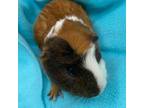 Adopt New York Super Fudge Chunk a Guinea Pig