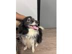 Adopt Runner a Border Collie, Mixed Breed