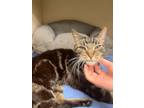 Adopt Skipper a Domestic Short Hair