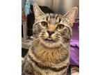 Adopt Arlo a Domestic Short Hair