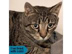 Adopt Peyton a Domestic Short Hair