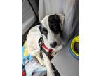Adopt Available - Doolin a English Setter