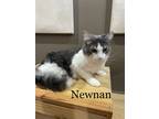 Adopt Newman (24-364) a Domestic Long Hair