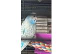 Adopt Desmodie a Parakeet (Other)