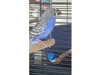 Adopt Corydale a Parakeet (Other)