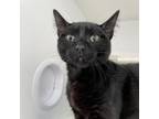 Adopt River a Domestic Short Hair