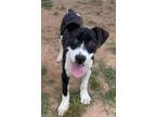 Adopt Cheech $25 a Pit Bull Terrier, Mixed Breed