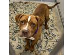 Adopt Emmit a Mixed Breed