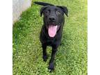 Adopt Forge a Black Labrador Retriever