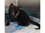 Adopt Monster a Domestic Short Hair