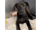 Adopt Ardeth Bay a Labrador Retriever