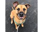 Adopt Pumpkin a Pit Bull Terrier, Black Mouth Cur