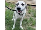 Adopt Marvey a Husky, Mixed Breed