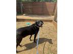 Adopt BOOTS a Labrador Retriever, Mixed Breed