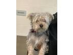 Adopt Koby a Yorkshire Terrier, Mixed Breed