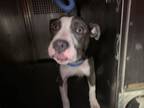 Adopt 55860549 a Pit Bull Terrier, Mixed Breed