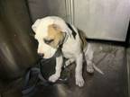 Adopt 55860525 a Pit Bull Terrier, Mixed Breed