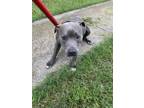 Adopt 55861539 a Pit Bull Terrier, Mixed Breed