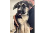 Adopt Dylan a Husky, Mixed Breed