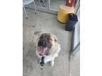 Adopt mikey a Shepherd, Mixed Breed