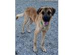 Adopt Ghost a Shepherd, Mixed Breed