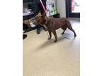 Adopt 55862960 a Pit Bull Terrier, Mixed Breed