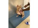 Adopt Blake a Pit Bull Terrier, Mixed Breed