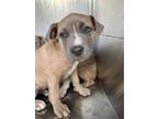 Adopt Cooper a Pit Bull Terrier, Mixed Breed
