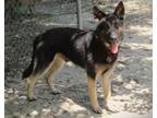 Adopt Bongo a German Shepherd Dog