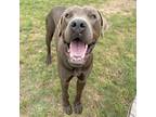 Adopt Boston (HW+) a Mastiff, Mixed Breed