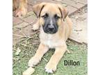 Adopt Dillon a Shepherd