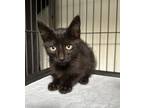 Adopt McLaren a Domestic Short Hair