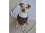 Adopt Butters a Labrador Retriever, Pit Bull Terrier