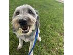 Adopt Whiskey a Mixed Breed, Bearded Collie
