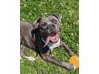 Adopt Magic 8 Ball a Pit Bull Terrier