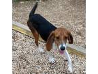 Adopt Grits a Beagle