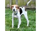 Adopt Hashbrown a Beagle