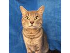 Adopt Bleu Hyattsville a Domestic Short Hair