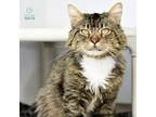 Adopt Sparky a Domestic Long Hair