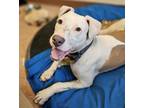 Adopt Pebbles a Pit Bull Terrier, Mixed Breed