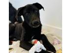 Adopt Turkey a Black Labrador Retriever, Mixed Breed