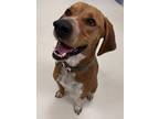 Adopt Rusty a Redbone Coonhound