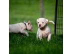 Olde Bulldog Puppy for sale in Centerburg, OH, USA