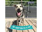 Adopt Phil a Mixed Breed