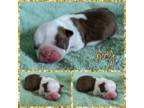 Boston Terrier Puppy for sale in Perry, OK, USA