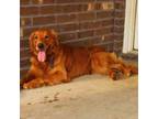 Golden Retriever Puppy for sale in Killeen, TX, USA
