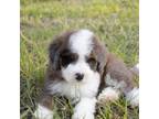 Mutt Puppy for sale in Youngstown, FL, USA