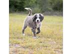 Bernese Mountain Dog Puppy for sale in Lehigh Acres, FL, USA